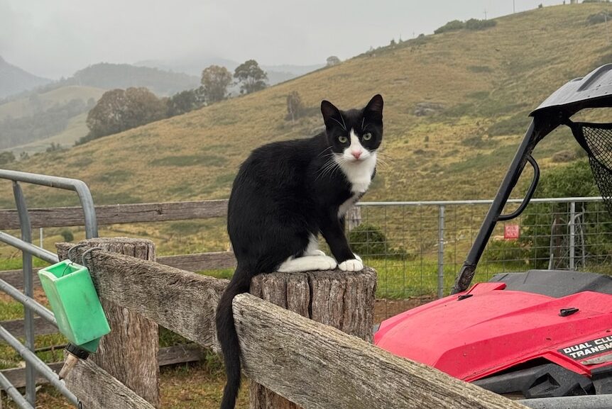 Working dogs are famous but what about working cats?