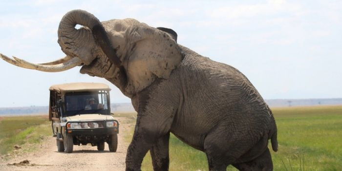 KWS Reveals 10 Parks Tourists Are Flocking to & Why