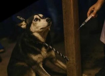 Tanta vet released in husky killing case; directorate denies involvement