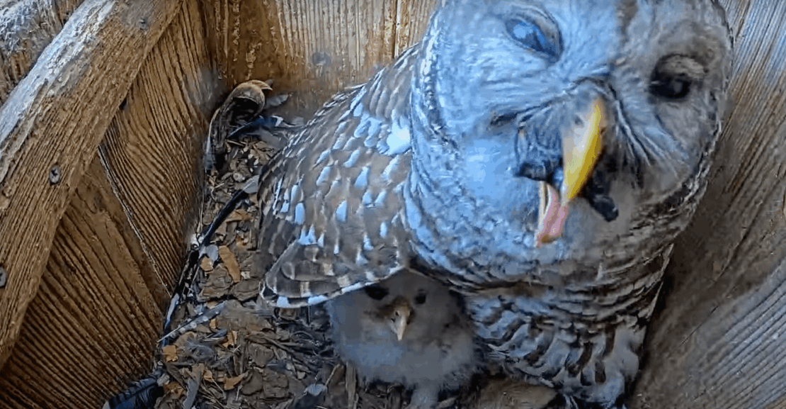Watch an owl try to eat a turtle whole