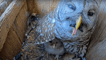 Watch an owl try to eat a turtle whole