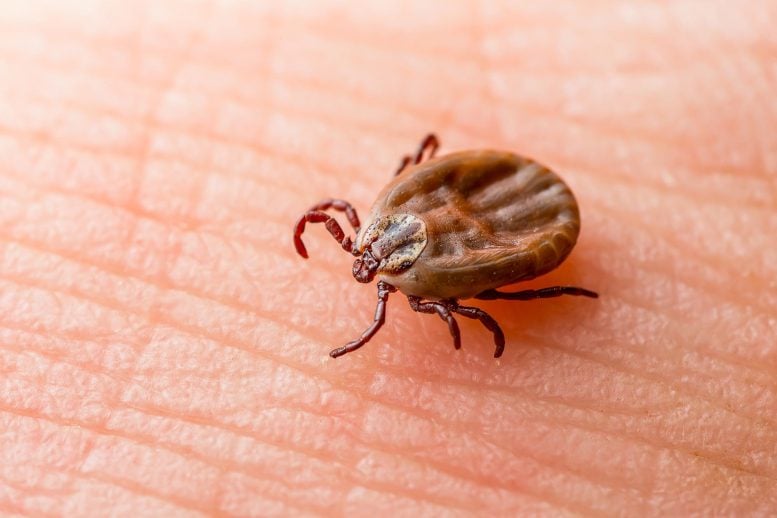 Scientists Uncover Hidden Bacterial “Skeletons” Behind Lingering Lyme Disease Symptoms