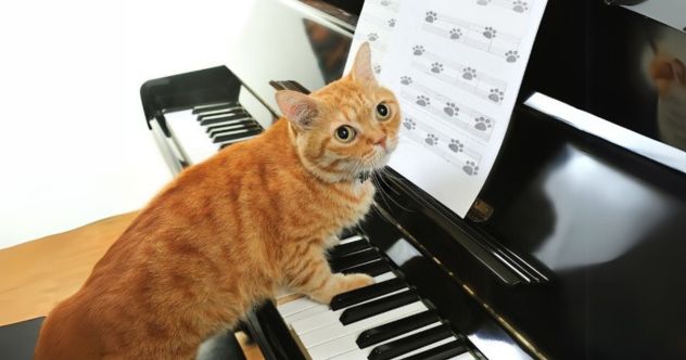 Ten Animals That Are More Musical Than You Might Think