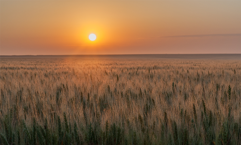 The Power of the Prairie