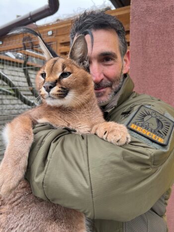 Why this Aussie drove a sedated wolf through war-torn Ukraine