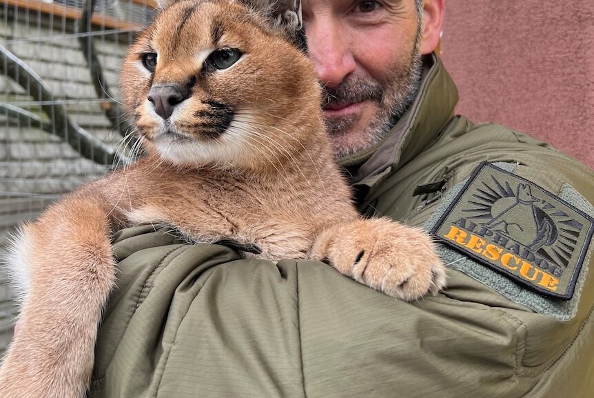 Why this Aussie drove a sedated wolf through war-torn Ukraine