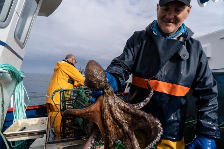 Two coasts, one struggle for octopus fishers battling overfishing and warming waters