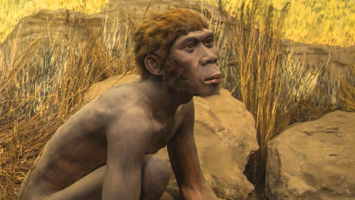 Mystery Archaic Hominins Lived in Sulawesi 1.04 Million Years Ago