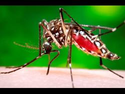 Jamaica enlists sterile male mosquitoes in dengue fight