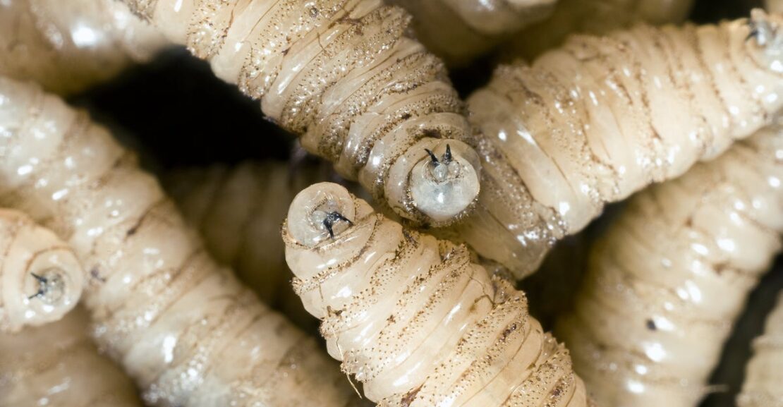 Human Case of Flesh-Eating Screwworms Detected In U.S.