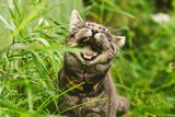 Cats May Eat Grass to Clear Hairballs, Like Unclogging a Drain