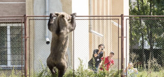 In Romania’s Mountain Towns, Close Encounters with Bears Make Locals Fearful