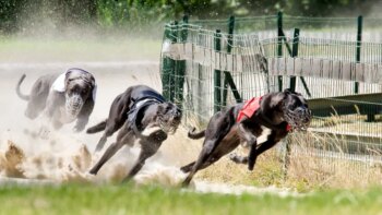 Greyhound ‘regulator’ does its best to keep scrutiny of abuse to a minimum