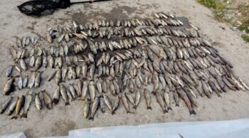 Agency investigating Blackwater fish kill says its powers ‘too weak’ to deter offenders