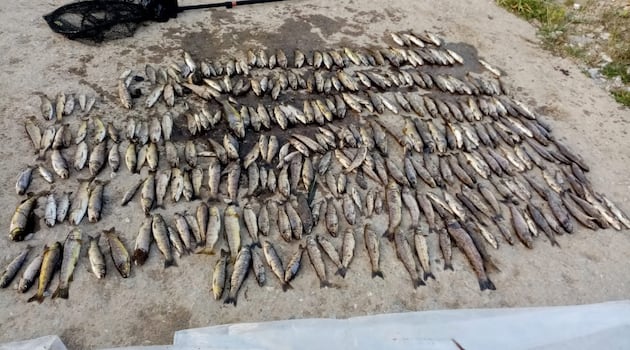 Agency investigating Blackwater fish kill says its powers ‘too weak’ to deter offenders